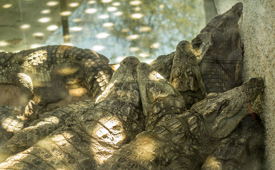 Photo of The Wanderlust: Ahmedabad, Gir & Diu, Part: 2 6/15 by Ashish