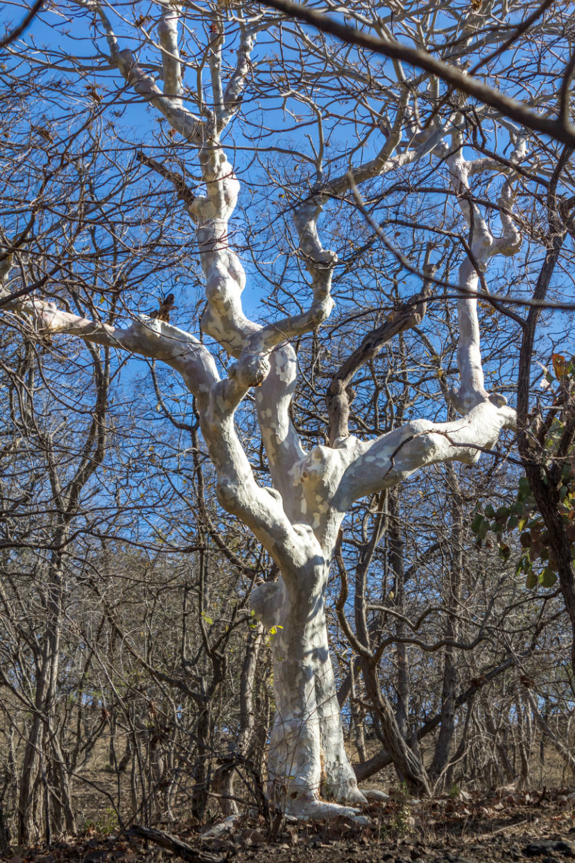 Photo of The Wanderlust: Ahmedabad, Gir & Diu, Part: 2 8/15 by Ashish