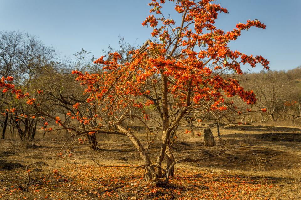 Photo of The Wanderlust: Ahmedabad, Gir & Diu, Part: 2 9/15 by Ashish