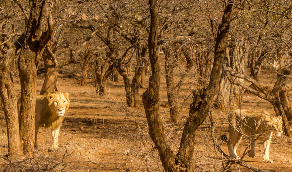 Photo of The Wanderlust: Ahmedabad, Gir & Diu, Part: 2 11/15 by Ashish