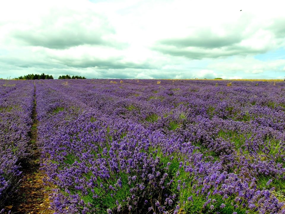 Photo of Summer Road Trip In UK 13/39 by Lynette Tan