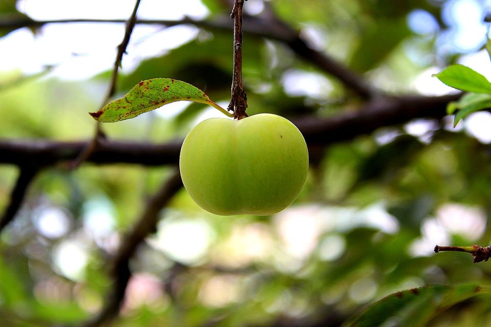 Photo of Kanthalloor - A hidden gem in  Kerala 7/19 by currylines