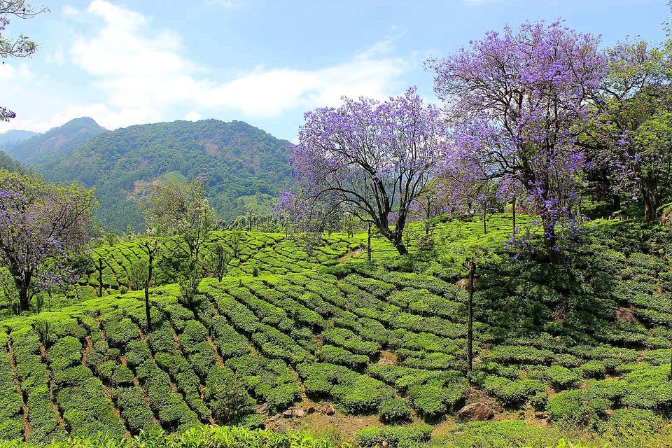 Photo of Kanthalloor - A hidden gem in  Kerala 17/19 by currylines