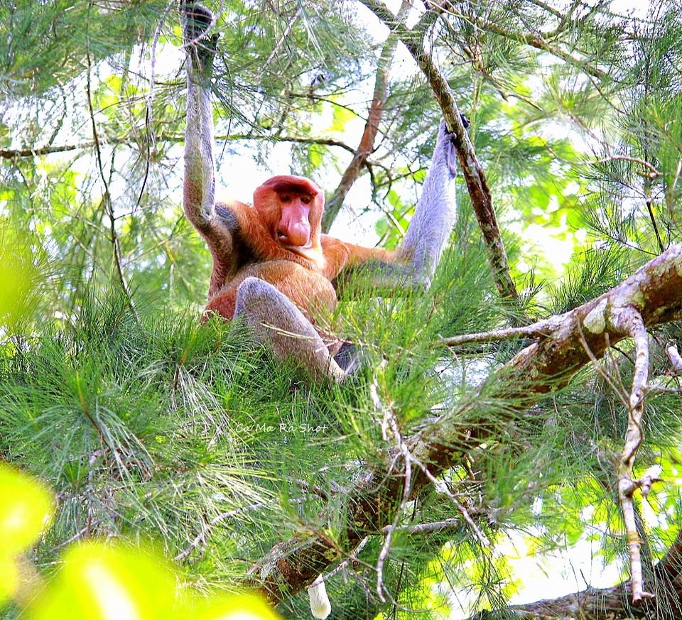 Photo of Rainforest World Music Festival RWMF2019, Sarawak, Malaysia by currylines