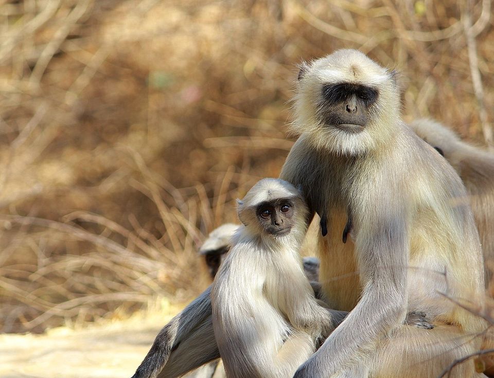 Photo of Indroda Nature park - Gandhinagar, Gujarat by currylines
