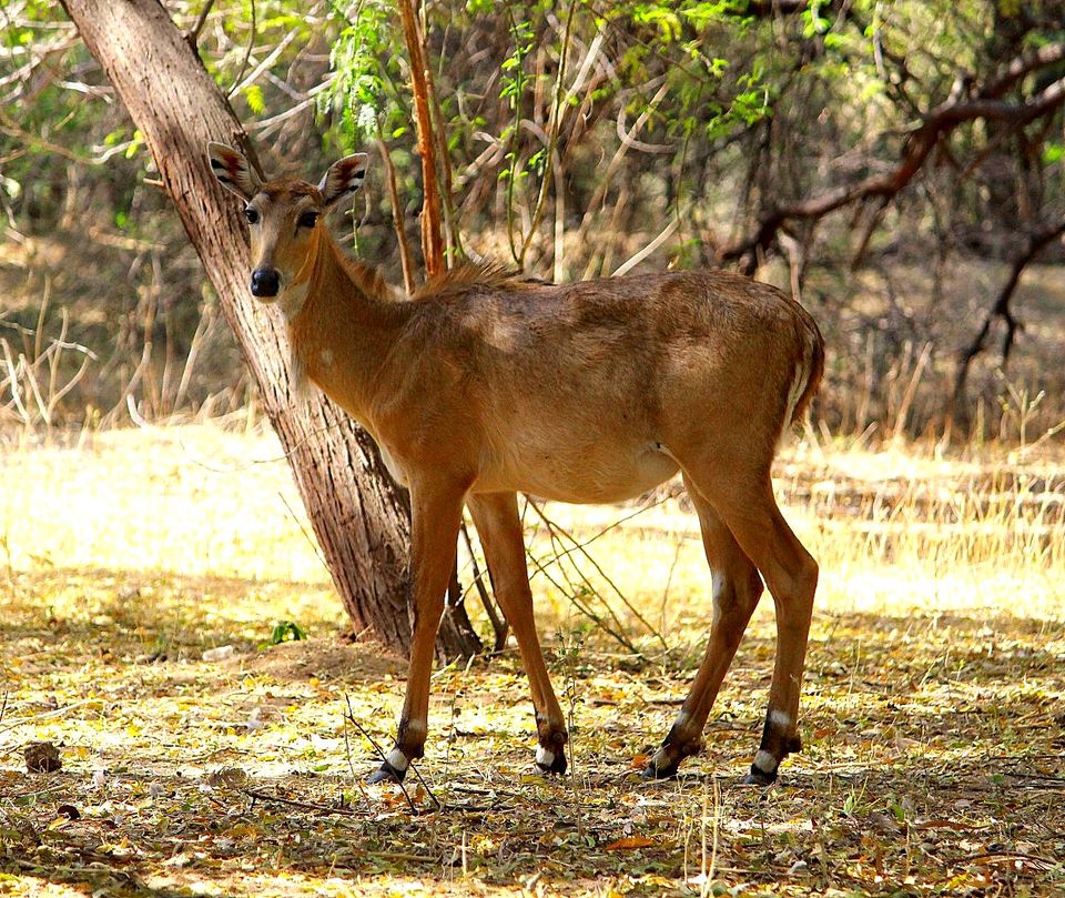 Photo of Indroda Nature park - Gandhinagar, Gujarat by currylines