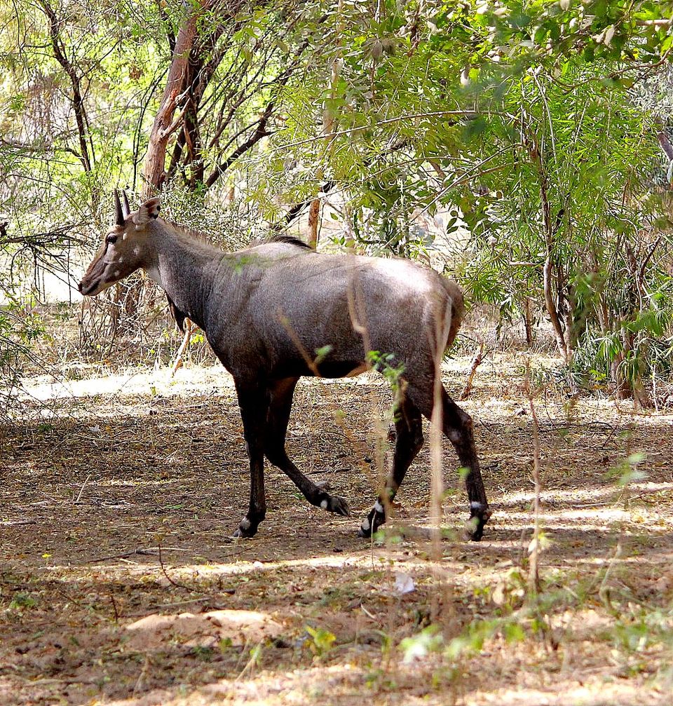 Photo of Indroda Nature park - Gandhinagar, Gujarat by currylines
