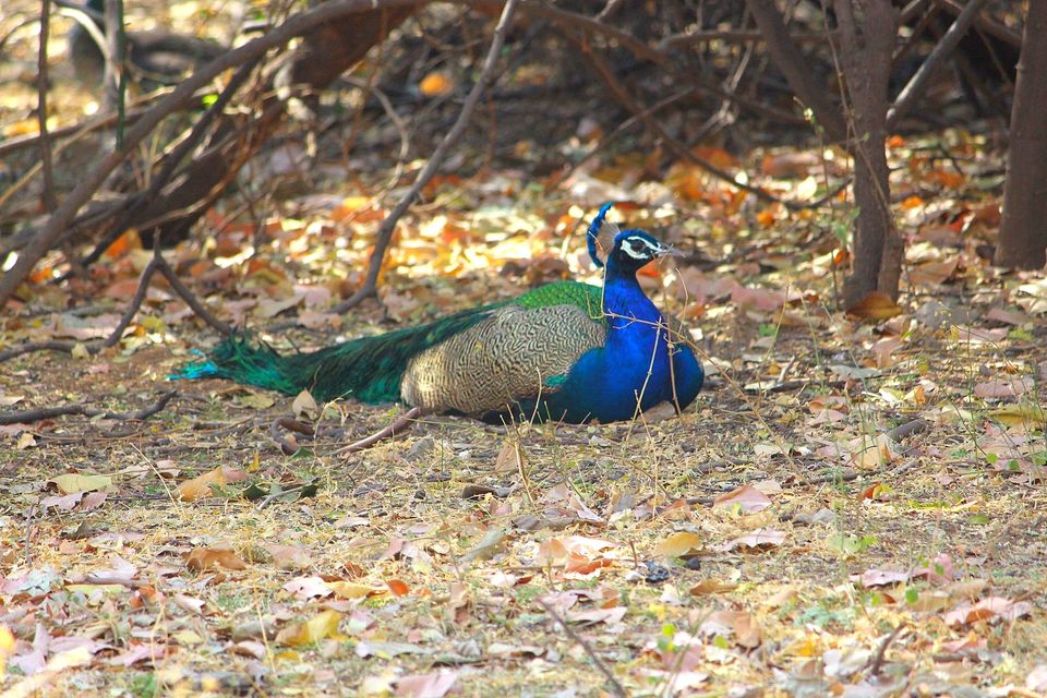 Photo of Indroda Nature park - Gandhinagar, Gujarat by currylines
