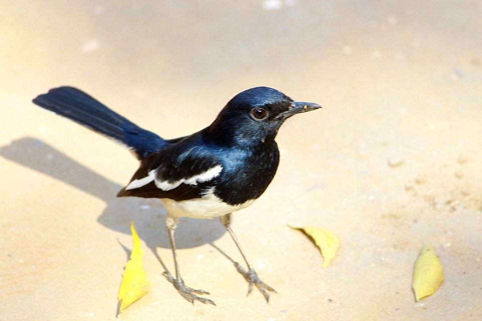 Photo of Indroda Nature park - Gandhinagar, Gujarat by currylines