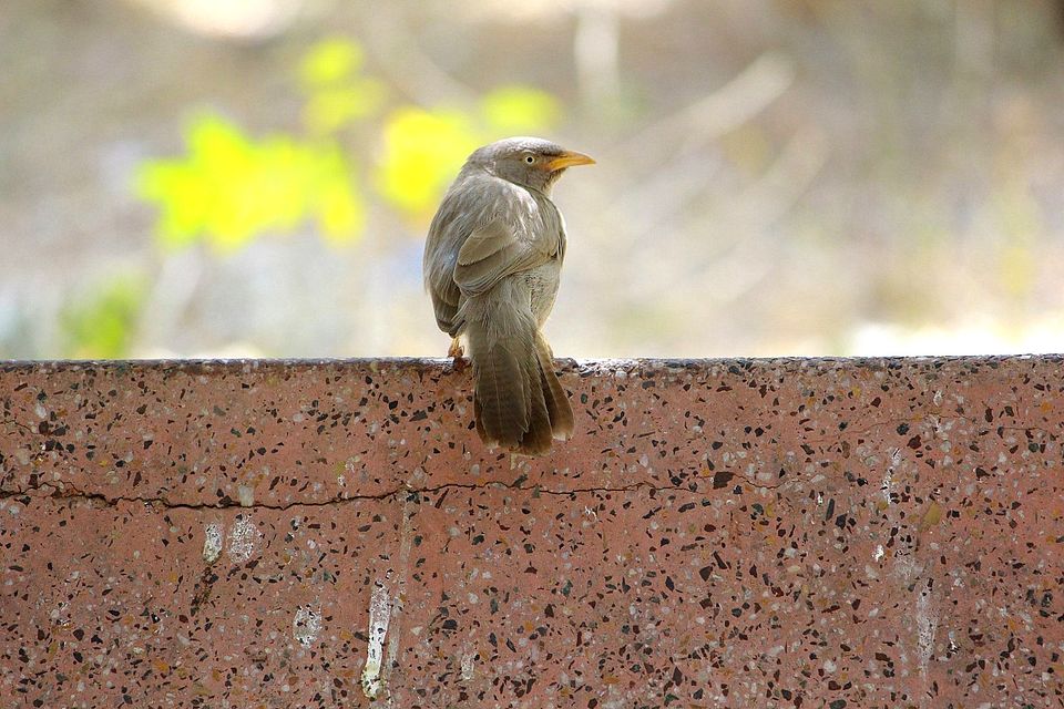 Photo of Indroda Nature park - Gandhinagar, Gujarat by currylines