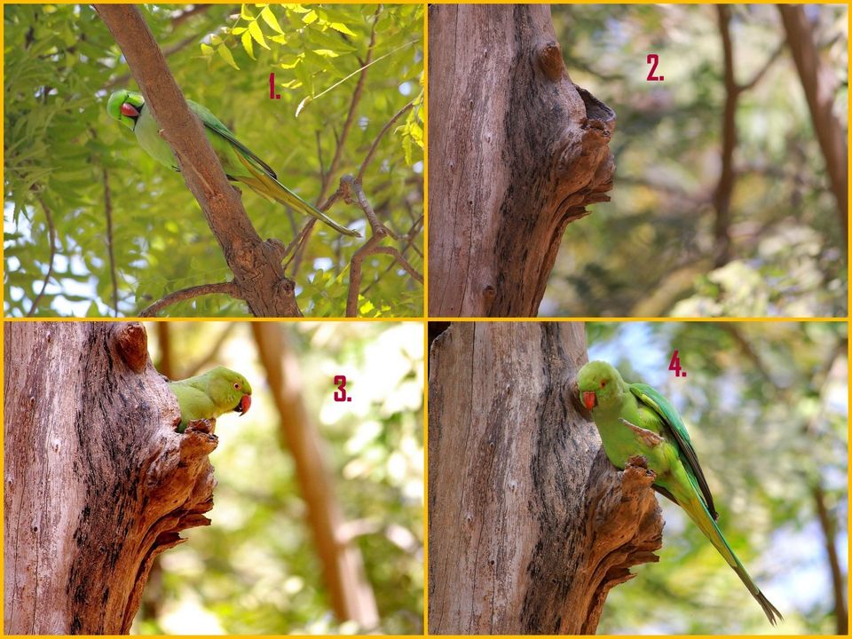 Photo of Indroda Nature park - Gandhinagar, Gujarat by currylines