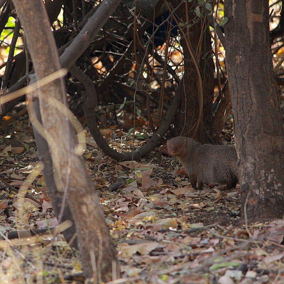 Photo of Indroda Nature park - Gandhinagar, Gujarat by currylines