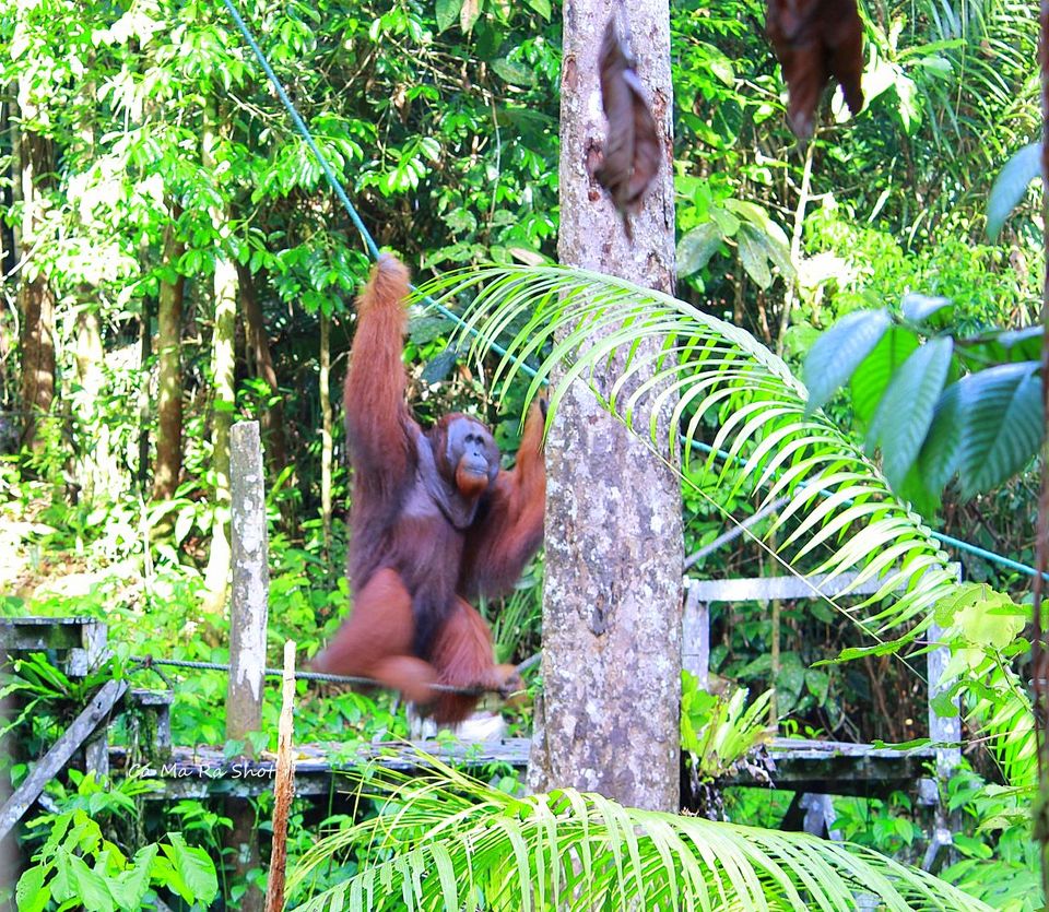 Photo of Semengohh Orang Utan Rehabilitation center – Kuching, Sarawak, Malaysia by currylines