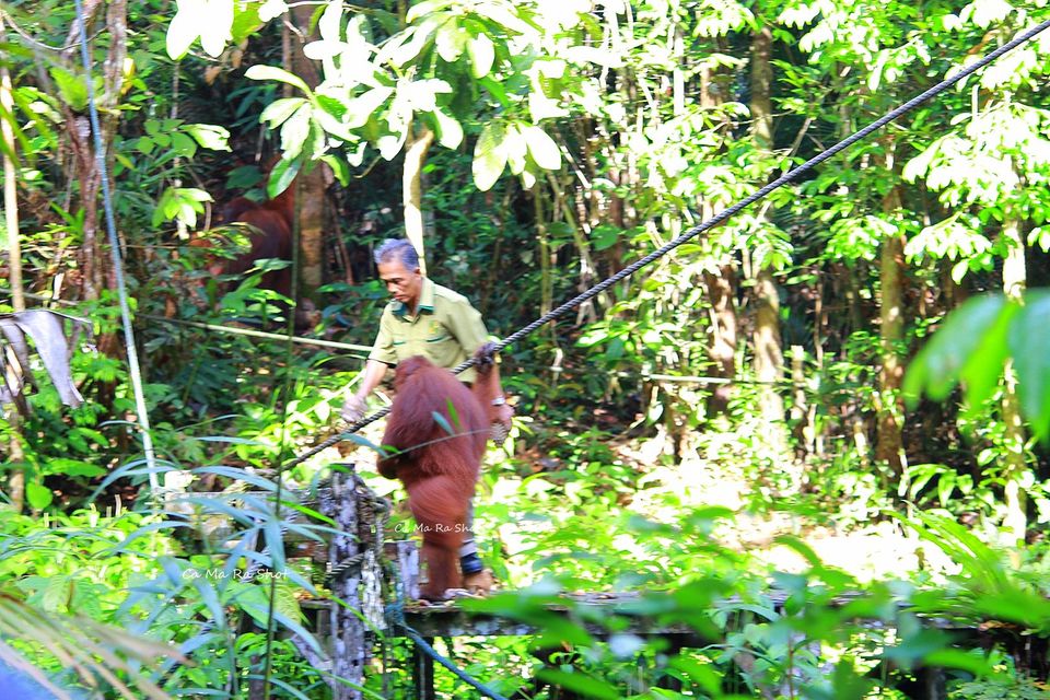 Photo of Semengohh Orang Utan Rehabilitation center – Kuching, Sarawak, Malaysia by currylines