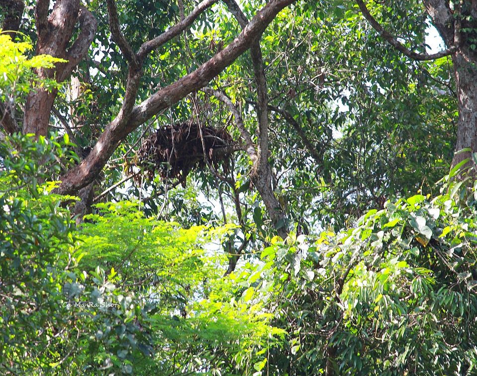 Photo of Semengohh Orang Utan Rehabilitation center – Kuching, Sarawak, Malaysia by currylines