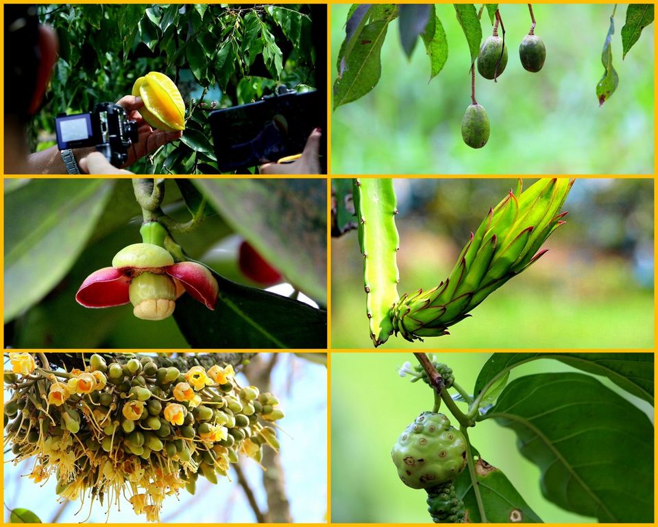 Photo of Desaru Fruit Farm - Desaru, Malaysia by currylines