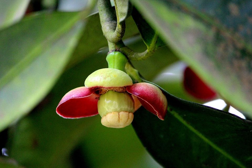 Photo of Desaru Fruit Farm - Desaru, Malaysia by currylines