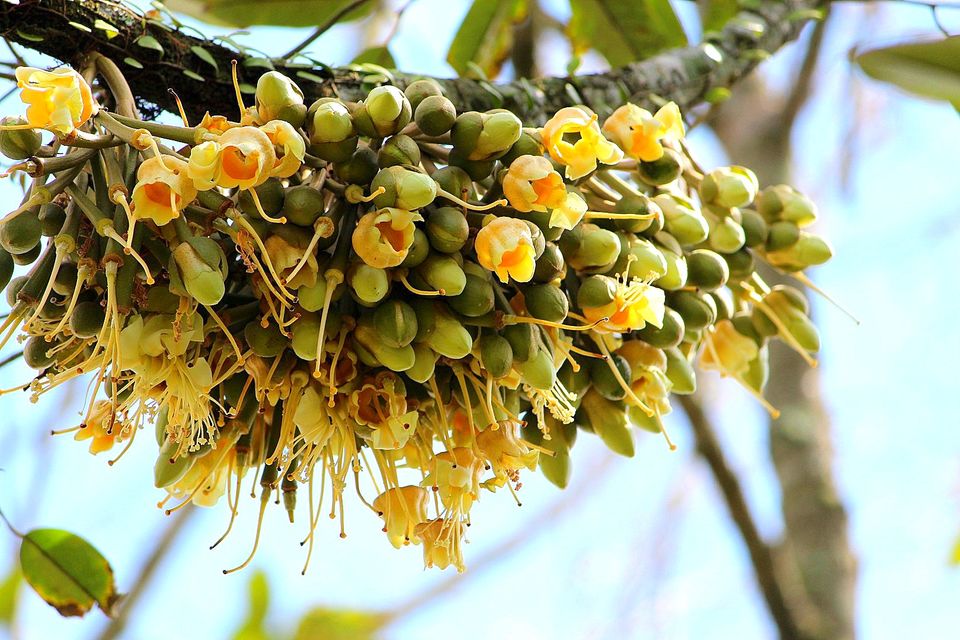 Photo of Desaru Fruit Farm - Desaru, Malaysia by currylines