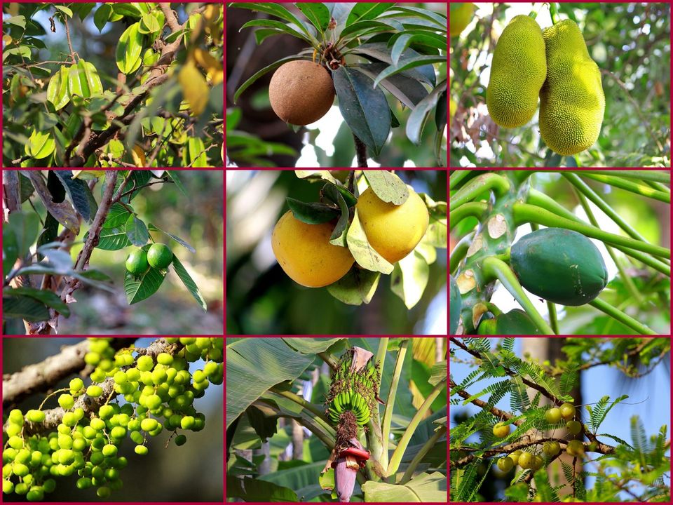 Photo of Aalaya - Homestay - Bangalore by currylines