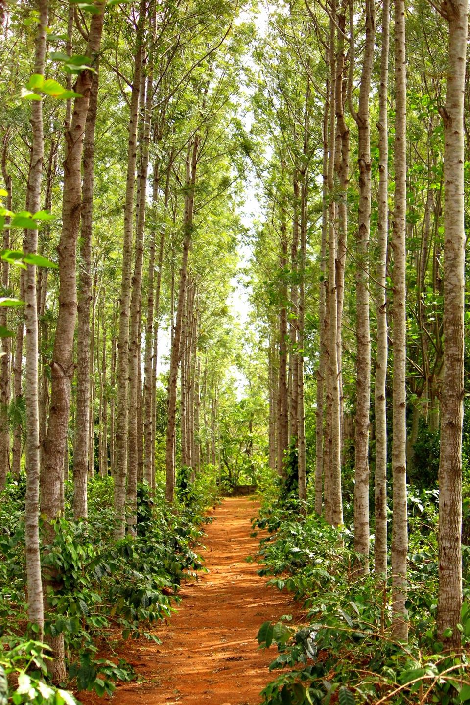 Photo of Retreat Hospitium, Yercaud by currylines