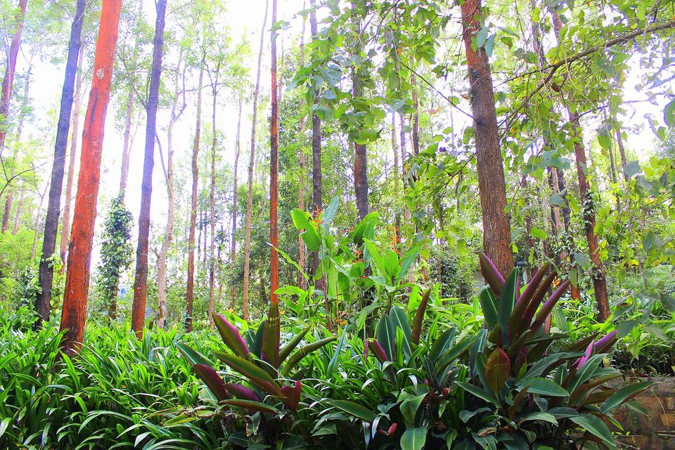 Photo of Java Rain Resorts - Chikmagalur, Karnataka by currylines