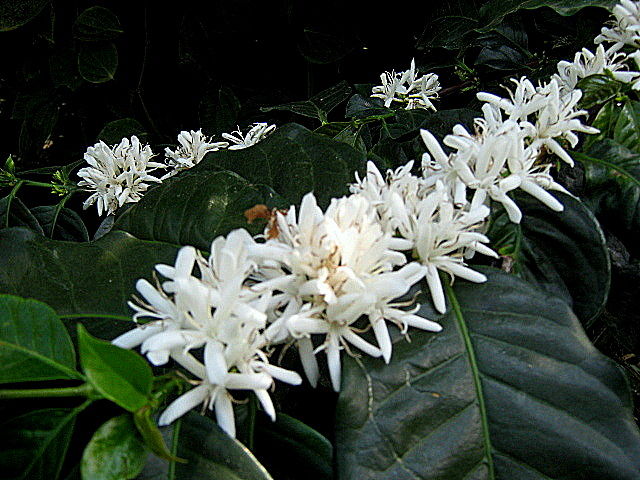 Photo of Java Rain Resorts - Chikmagalur, Karnataka by currylines