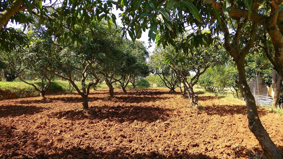 Photo of CSOF Farm by ICCOA by currylines