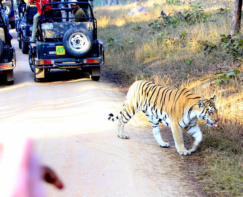 Photo of Pench National Park-Madhya Pradesh by currylines