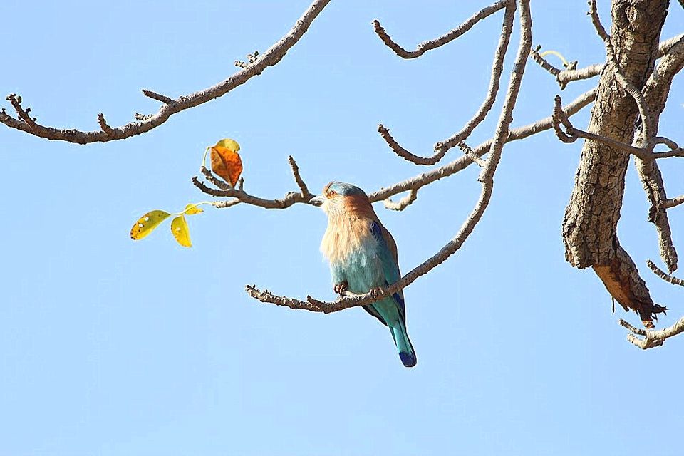 Photo of Pench National Park-Madhya Pradesh by currylines