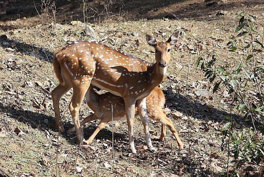 Photo of Pench National Park-Madhya Pradesh by currylines
