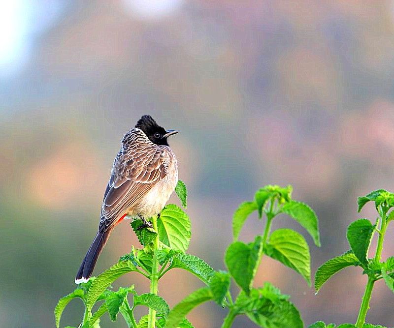 Photo of Pench National Park-Madhya Pradesh by currylines