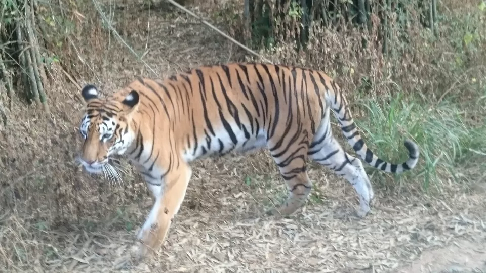 Photo of Bannerghatta, Bengaluru, Karnataka, India by Somashekar Puttaswamy