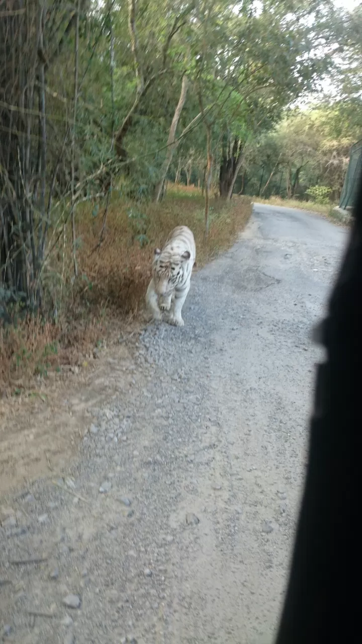 Photo of Bannerghatta, Bengaluru, Karnataka, India by Somashekar Puttaswamy