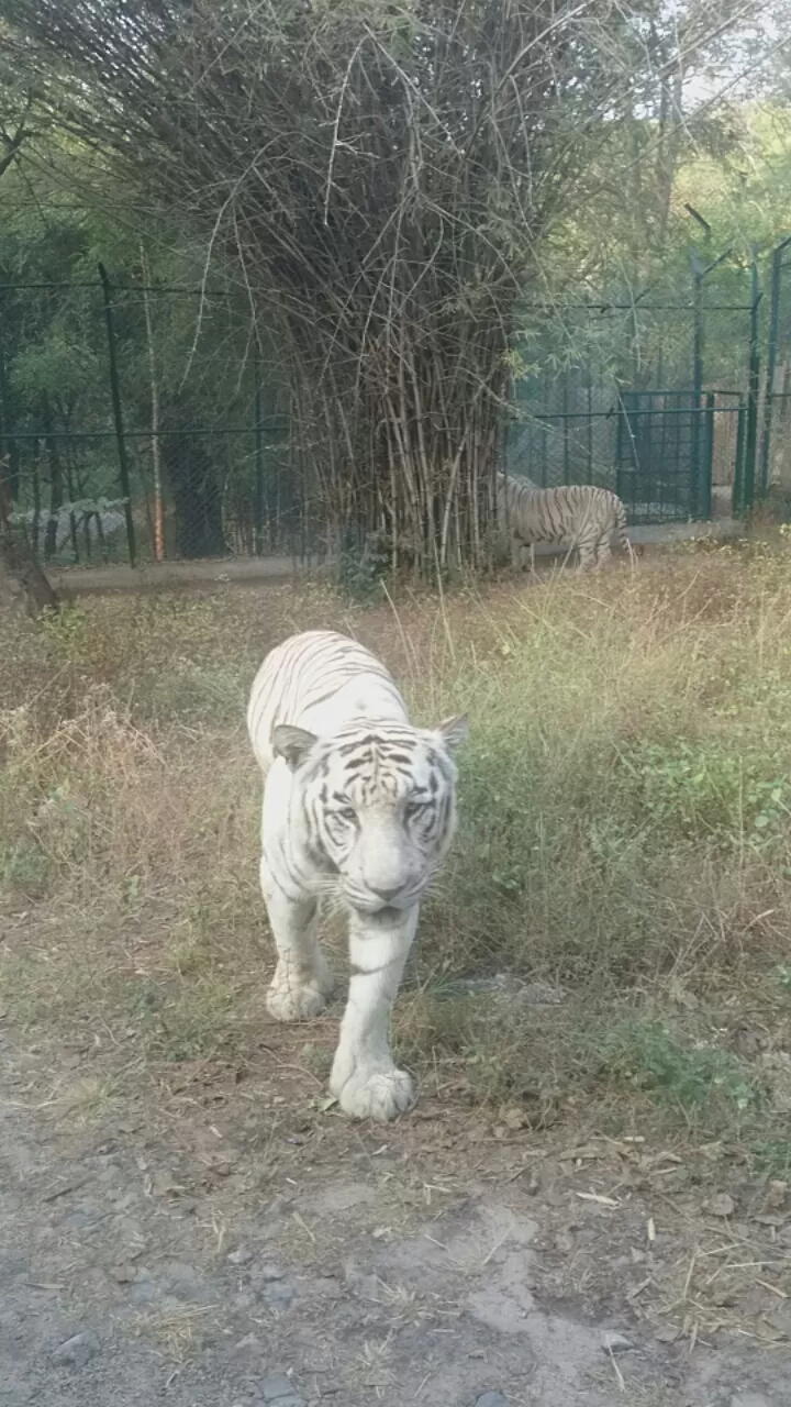 Photo of Bannerghatta, Bengaluru, Karnataka, India by Somashekar Puttaswamy