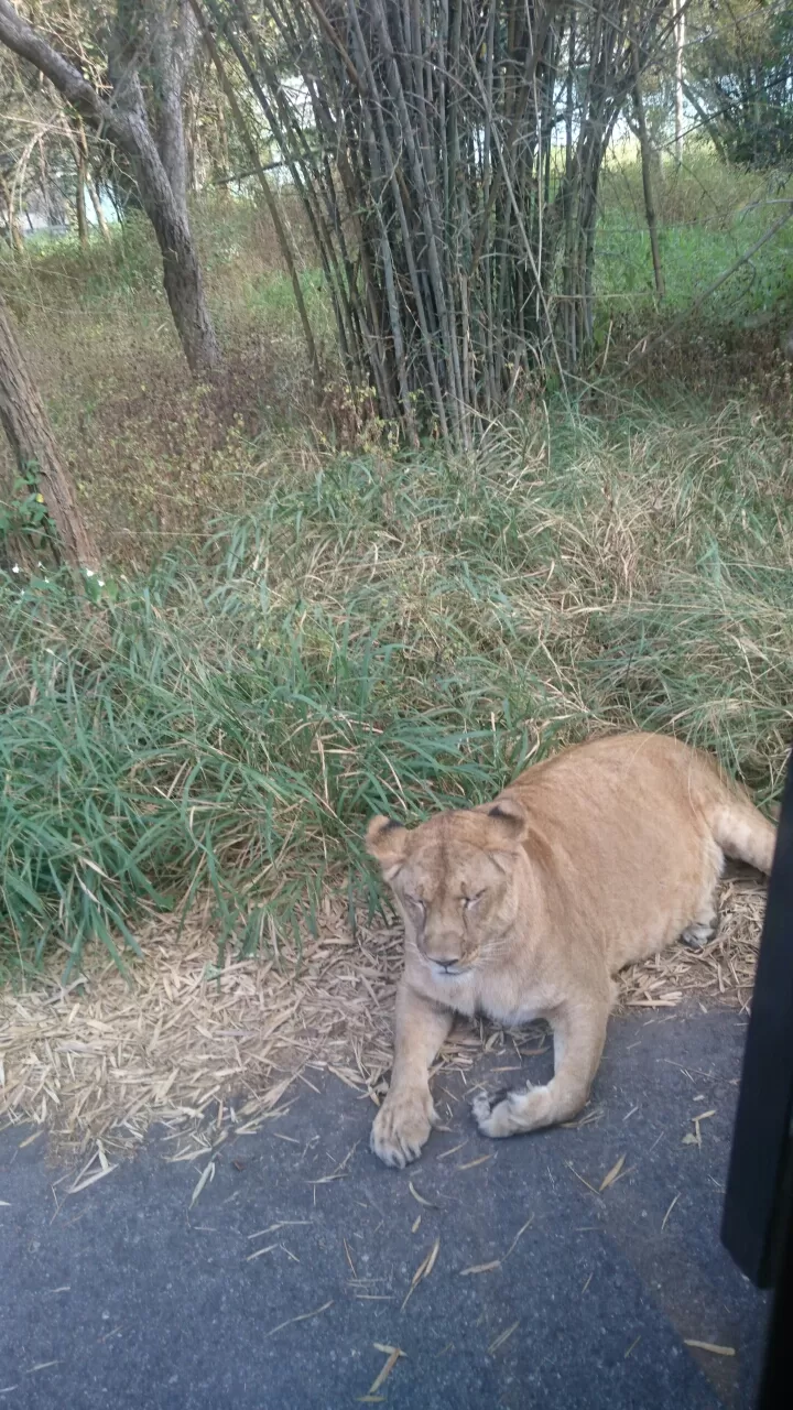 Photo of Bannerghatta, Bengaluru, Karnataka, India by Somashekar Puttaswamy