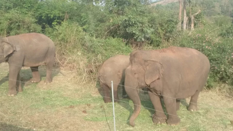 Photo of Bannerghatta, Bengaluru, Karnataka, India by Somashekar Puttaswamy