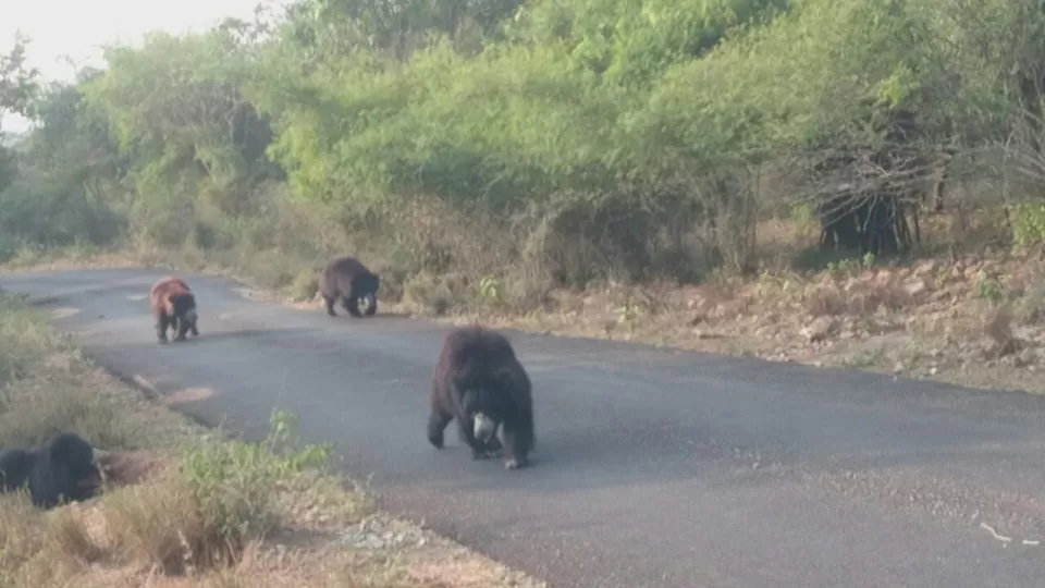 Photo of Bannerghatta, Bengaluru, Karnataka, India by Somashekar Puttaswamy