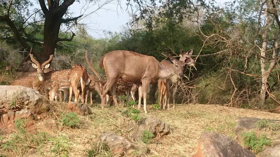 Photo of Bannerghatta, Bengaluru, Karnataka, India by Somashekar Puttaswamy