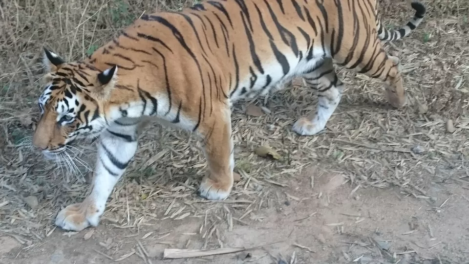 Photo of Bannerghatta, Bengaluru, Karnataka, India by Somashekar Puttaswamy