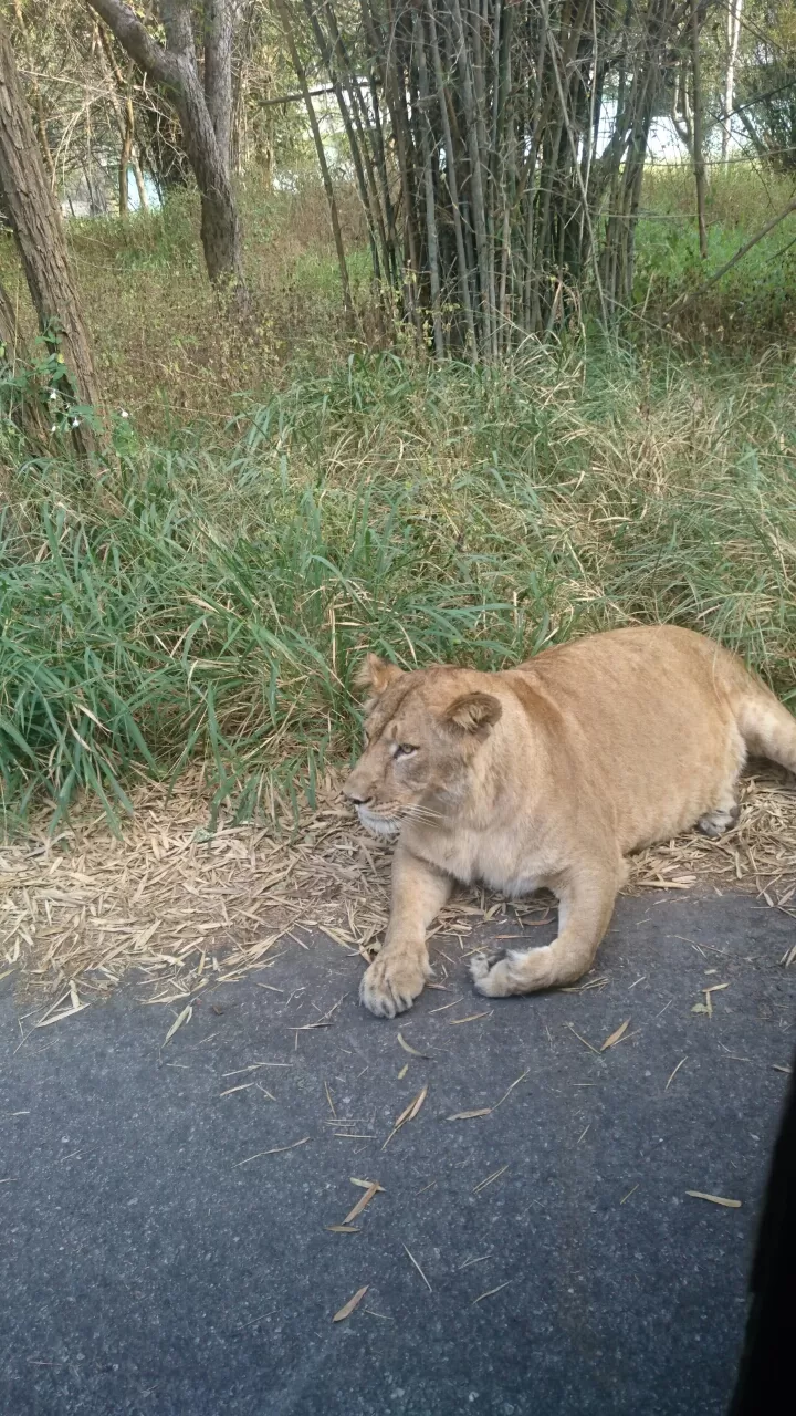 Photo of Bannerghatta, Bengaluru, Karnataka, India by Somashekar Puttaswamy