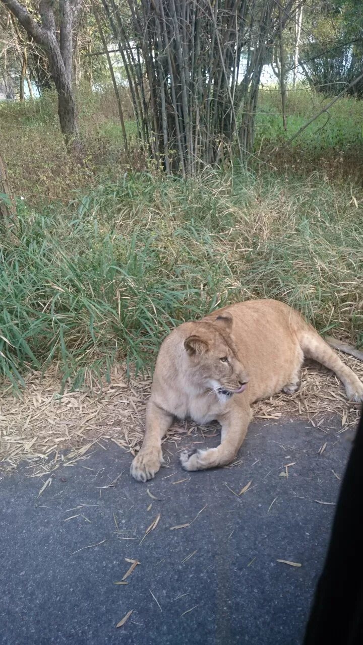 Photo of Bannerghatta, Bengaluru, Karnataka, India by Somashekar Puttaswamy