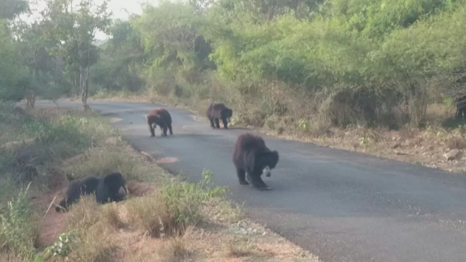 Photo of Bannerghatta, Bengaluru, Karnataka, India by Somashekar Puttaswamy