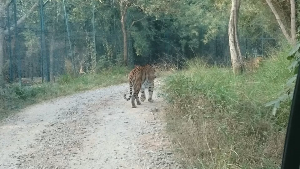 Photo of Bannerghatta, Bengaluru, Karnataka, India by Somashekar Puttaswamy