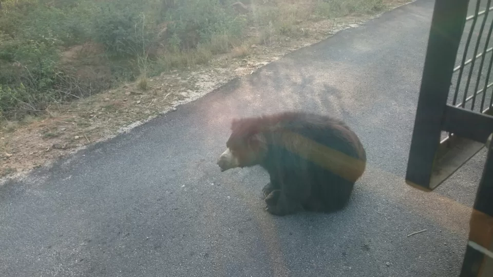 Photo of Bannerghatta, Bengaluru, Karnataka, India by Somashekar Puttaswamy