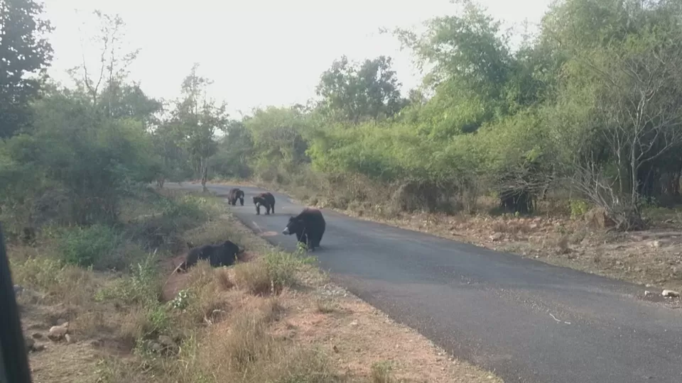 Photo of Bannerghatta, Bengaluru, Karnataka, India by Somashekar Puttaswamy