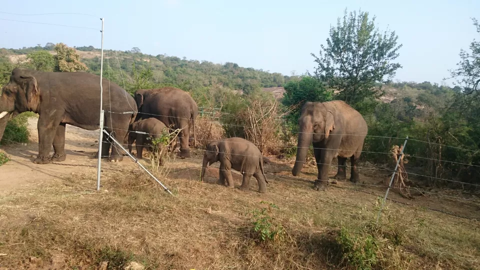 Photo of Bannerghatta, Bengaluru, Karnataka, India by Somashekar Puttaswamy