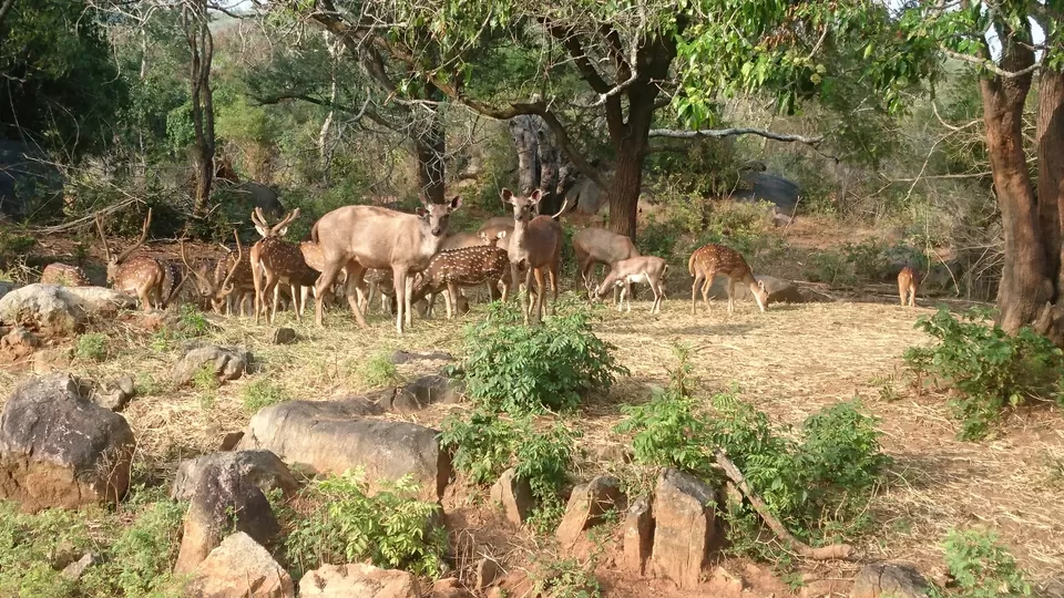 Photo of Bannerghatta, Bengaluru, Karnataka, India by Somashekar Puttaswamy