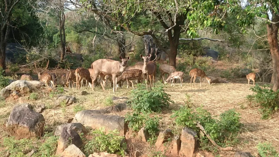 Photo of Bannerghatta, Bengaluru, Karnataka, India by Somashekar Puttaswamy