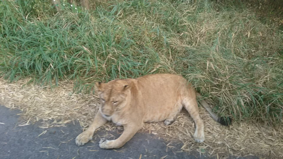 Photo of Bannerghatta, Bengaluru, Karnataka, India by Somashekar Puttaswamy