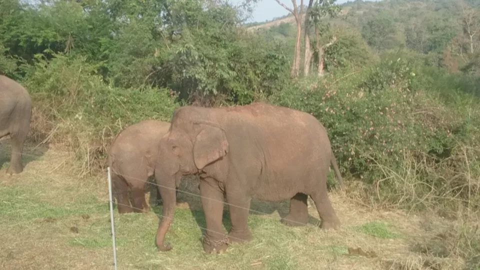 Photo of Bannerghatta, Bengaluru, Karnataka, India by Somashekar Puttaswamy